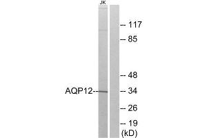 Western Blotting (WB) image for anti-Aquaporin 12A (AQP12A) (C-Term) antibody (ABIN1850792) (Aquaporin 12A anticorps  (C-Term))