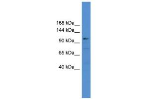 WB Suggested Anti-USP35 Antibody Titration: 0. (USP35 anticorps  (C-Term))