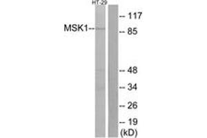 Western Blotting (WB) image for anti-Ribosomal Protein S6 Kinase, 90kDa, Polypeptide 5 (RPS6KA5) (AA 343-392) antibody (ABIN2889029) (MSK1 anticorps  (AA 343-392))