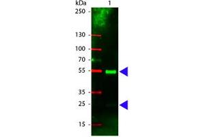 Image no. 1 for Rabbit anti-Pig IgG (Whole Molecule) antibody (Rhodamine) (ABIN301120) (Lapin anti-Porc IgG (Whole Molecule) Anticorps (Rhodamine))