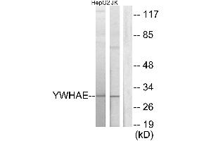 Western blot analysis of extracts from HepG2 cells and Jurkat cells, using 14-3-3 ε antibody. (YWHAE anticorps)