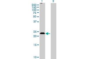 Western Blot analysis of MS4A5 expression in transfected 293T cell line by MS4A5 MaxPab polyclonal antibody. (MS4A5 anticorps  (AA 1-200))