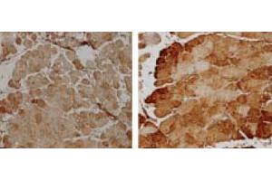 Immunohistochemistry analysis using Rabbit Anti-SOD2 Polyclonal Antibody . (SOD2 anticorps  (Atto 488))