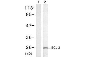 Western blot analysis of extracts from MCF7 cells using BCL-2 (Ab-70) antibody (E021060). (Bcl-2 anticorps)