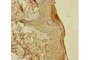 Immunohistochemistry of paraffin-embedded human skin tissue using ABIN7166047 at dilution of 1:100 (S1A14 (AA 1-104) anticorps)