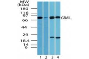 Image no. 3 for anti-Ring Finger Protein 128 (RNF128) (AA 227-253) antibody (ABIN207733) (RNF128 anticorps  (AA 227-253))