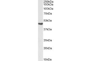 Biotinylated ABIN5539685 (0. (ASS1 anticorps  (Internal Region) (Biotin))