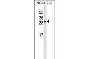 Western blot analysis in NCI-H292 cell line lysates (35ug/lane). (RFESD anticorps  (AA 78-107))