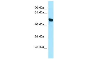 WB Suggested Anti-WDR18 Antibody Titration: 1. (WDR18 anticorps  (N-Term))