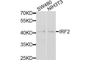 Western blot analysis of extracts of various cell lines, using IRF2 antibody. (IRF2 anticorps)