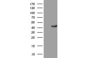 Western Blotting (WB) image for anti-Potassium Voltage-Gated Channel, Shaker-Related Subfamily, beta Member 1 (KCNAB1) antibody (ABIN1498998) (KCNAB1 anticorps)