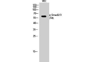 Western Blot analysis of VEC cells using Phospho-Smad2/3 (T8) Polyclonal Antibody. (Smad2/3 anticorps  (pThr8))