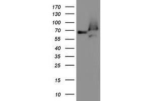 Western Blotting (WB) image for anti-Acyl-CoA Binding Domain Containing 3 (Acbd3) antibody (ABIN1498418) (ACBD3 anticorps)