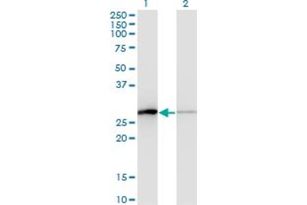 TCEAL1 anticorps  (AA 1-159)