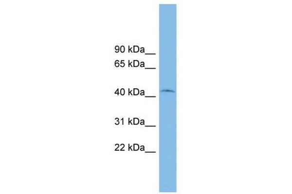 RIBC1 anticorps  (Middle Region)