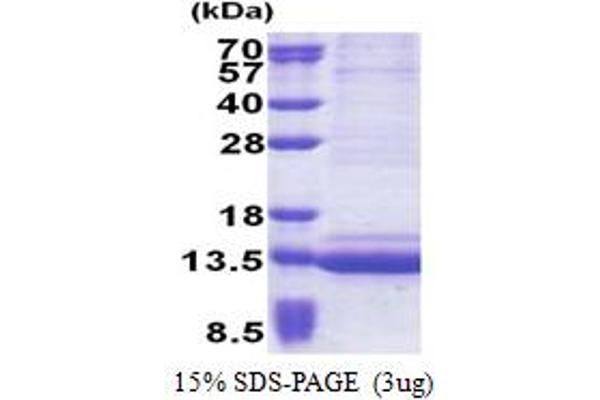 Epigen Protein (AA 23-110) (His tag)