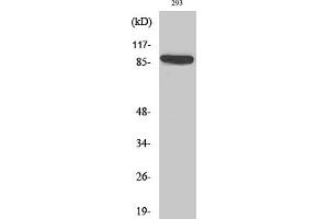 Western Blot analysis of various cells using IL-4Rα Polyclonal Antibody diluted at 1:2000. (IL4 Receptor anticorps)