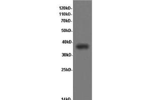 Western Blot analysis of Rat kidney tissue using CD68 Polyclonal Antibody at dilution of 1:600 (CD68 anticorps)
