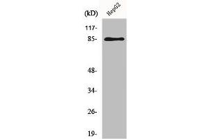 Western Blot analysis of HepG2 cells using GIT2 Polyclonal Antibody (GIT2 anticorps  (Internal Region))