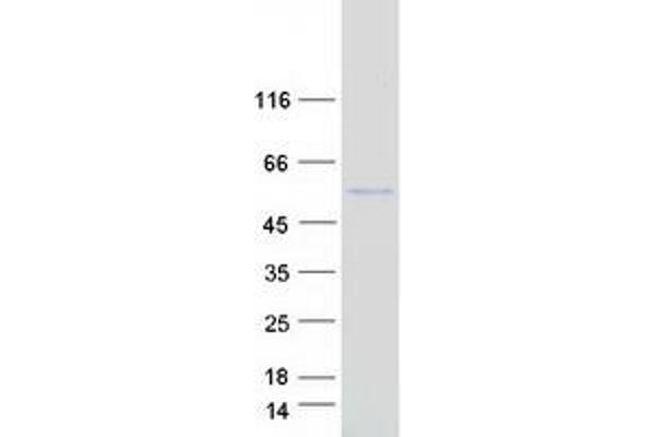 PLA2G15 Protein (Myc-DYKDDDDK Tag)