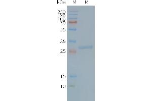 Human TS-Nanodisc, Flag Tag on SDS-PAGE (Tspan-8 Protéine)