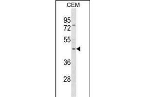 FOXP3 Antibody (C-term ) (ABIN1537275 and ABIN2850158) western blot analysis in CEM cell line lysates (35 μg/lane). (FOXP3 anticorps  (C-Term))