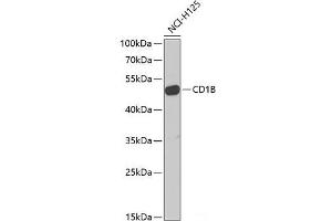 Western blot analysis of extracts of NCI-H125 cells using CD1B Polyclonal Antibody at dilution of 1:1000. (CD1b anticorps)