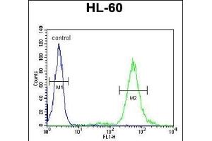 T131L Antibody (C-term) (ABIN651155 and ABIN2840102) flow cytometric analysis of HL-60 cells (right histogram) compared to a negative control cell (left histogram). (TMEM131L anticorps  (C-Term))