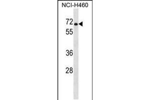 Western blot analysis in NCI-H460 cell line lysates (35ug/lane). (PDE1B anticorps  (C-Term))