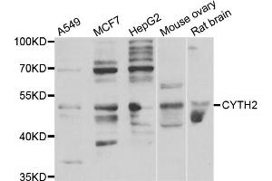 Western blot analysis of extracts of various cell lines, using CYTH2 antibody (ABIN5974231) at 1/1000 dilution. (Cytohesin 2 anticorps)