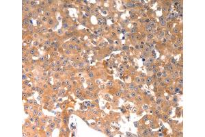 Immunohistochemistry (IHC) image for anti-Osteocalcin (BGLAP) antibody (ABIN2425623) (Osteocalcin anticorps)