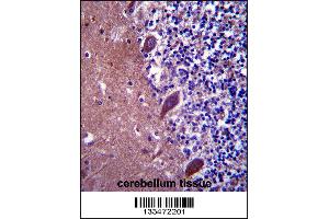TTC13 Antibody immunohistochemistry analysis in formalin fixed and paraffin embedded human cerebellum tissue followed by peroxidase conjugation of the secondary antibody and DAB staining. (TTC13 anticorps  (N-Term))