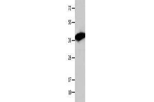 Western Blotting (WB) image for anti-COP9 Constitutive Photomorphogenic Homolog Subunit 5 (Arabidopsis) (COPS5) antibody (ABIN2421762) (COPS5 anticorps)
