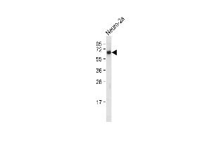 Anti-SD4 Antibody  at 1:2000 dilution + Neuro-2a whole cell lysate Lysates/proteins at 20 μg per lane. (SMAD4 anticorps  (AA 255-284))