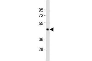 Western blot testing of Caspase-4 antibody at 1:2000 dilution + Raji lysate (Caspase 4 anticorps  (AA 163-197))