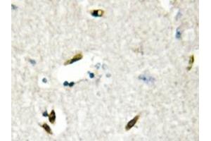 Immunohistochemistry analyzes of hnRNP G antibody in paraffin-embedded human brain tissue. (RBMX anticorps)