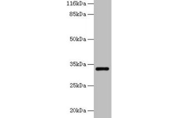 ERGIC1 anticorps  (AA 48-254)