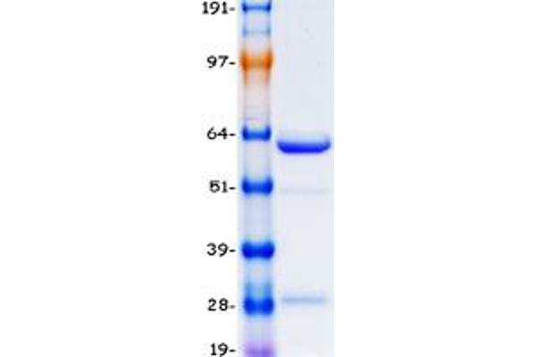 ANAPC11 Protein (Transcript Variant 1) (Myc-DYKDDDDK Tag)