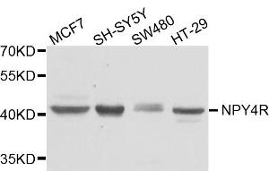 Western blot analysis of extracts of various cell lines, using NPY4R antibody. (NPY4R anticorps)