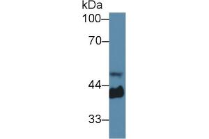 Western blot analysis of Mouse Serum, using Mouse Hpt Antibody (1 µg/ml) and HRP-conjugated Goat Anti-Rabbit antibody ( (Haptoglobin anticorps  (AA 70-332))