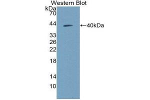 Western Blotting (WB) image for anti-Neuropeptide Y (NPY) (AA 30-97) antibody (ABIN1173866) (NPY anticorps  (AA 30-97))