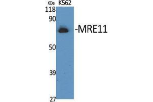 Western Blot (WB) analysis of specific cells using MRE11 Polyclonal Antibody. (Mre11 anticorps  (Ser916))