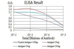 Fig. (CDC37 anticorps  (AA 241-378))