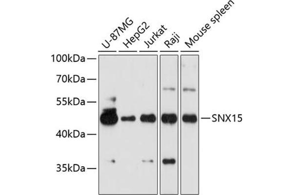 SNX15 anticorps  (AA 1-342)