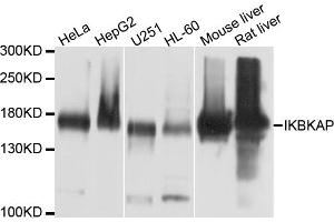 Western blot analysis of extracts of various cell lines, using IKBKAP antibody (ABIN6003825) at 1/1000 dilution. (IKAP/p150 anticorps)