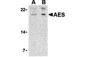 Western Blotting (WB) image for anti-Amino-terminal Enhancer of Split (AES) (N-Term) antibody (ABIN1031216) (AES anticorps  (N-Term))