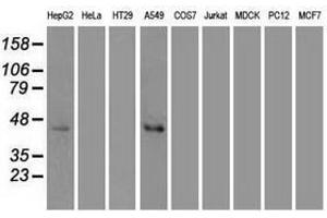 Image no. 3 for anti-Mitogen-Activated Protein Kinase 8 (MAPK8) (AA 1-384) antibody (ABIN1490768) (JNK anticorps  (AA 1-384))