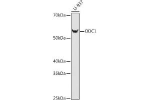 Western blot analysis of extracts of U-937 cells, using ODC1 antibody (ABIN1680080, ABIN3018249, ABIN3018250 and ABIN7101588) at 1:1000 dilution. (ODC1 anticorps)