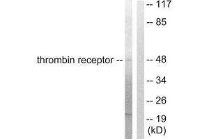 Western Blotting (WB) image for anti-Coagulation Factor II (thrombin) Receptor (F2R) (N-Term) antibody (ABIN1848803) (PAR1 anticorps  (N-Term))