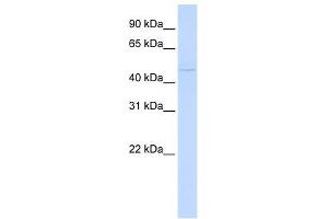 ZBTB43 antibody used at 1. (ZBTB43 anticorps  (N-Term))